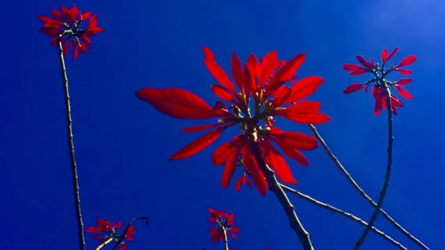 Алена Варгина, Москва: "Фото сделано на Сицилии весной 2017 года".