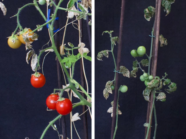 Na foto, é possível ver a diferença entre os tomates que foram cultivados no regolito com a técnica de consorciação (à esquerda) ou sozinhos (à direita)