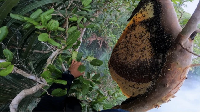 A beehive in the forest