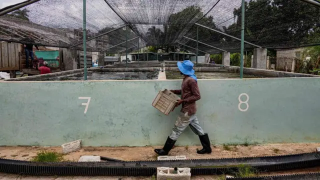 Agricultorbet365 liberte um mercenárioCuba