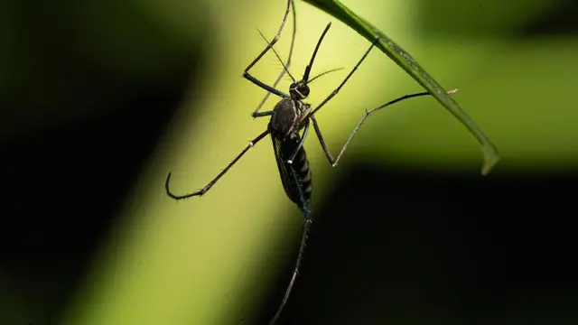 శ్రీలంక దోమల బెడద, డెంగ్యూ వ్యాప్తి