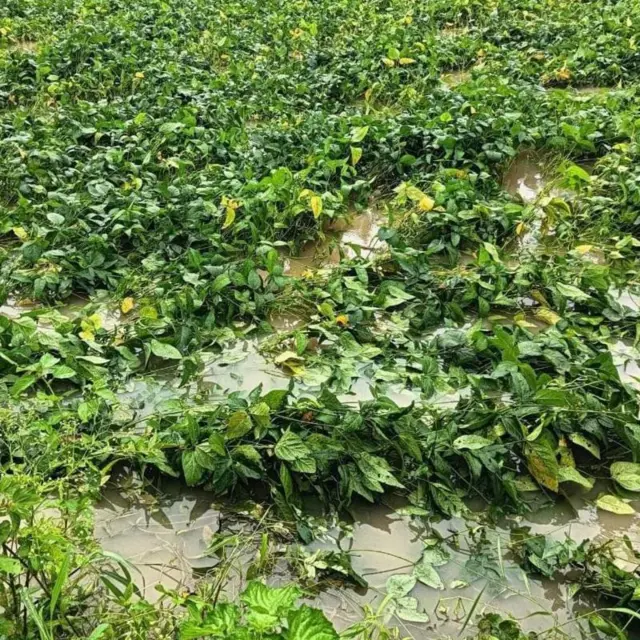 नैसर्गिक आपत्तींमुळे शेतातील पिकांचं नुकसान झाल्यास शेतकऱ्यांना प्रधानमंत्री पीक विमा योजनेअंतर्गत नुकसान भरपाई दिली जाते.