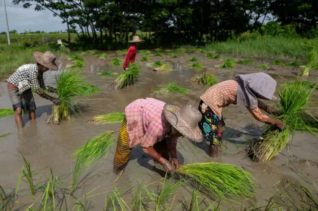 သက်ကြီးပိုင်း လယ်လုပ်သားတွေသာ ကျန်ရှိတော့ (ပုံဟောင်း)