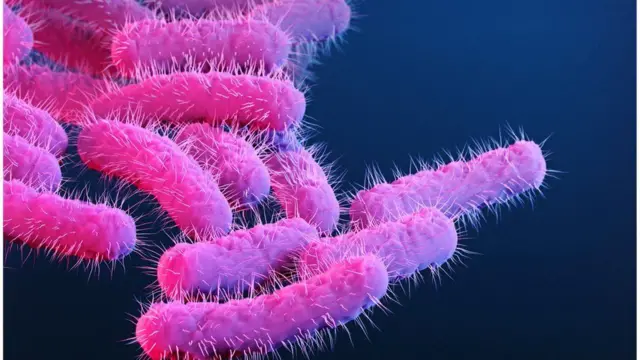 The Shigella bacteria