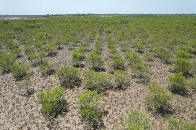 سندھ، مینگرووز