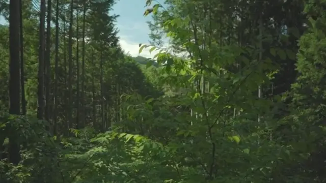 જાપાનનું જંગલ