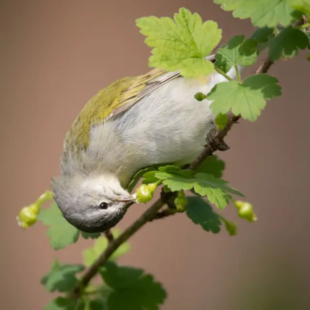 Tennessee-Warbler.