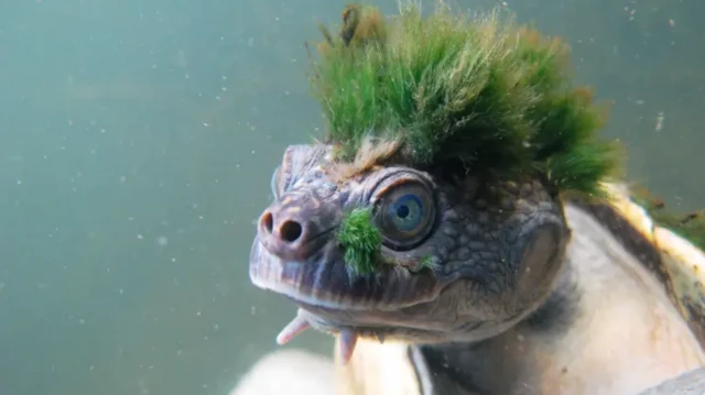 A tartaruga-do-rio Mary aparece submersa, em primeiro plano, com a cabeça voltada para a câmera. Ela tem olhos grandes, pele escamosa e uma característica “cabeleira” de algas verdes crescendo sobre a cabeça e o casco.