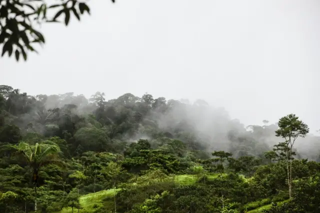 Chuva na Floresta Amazônica