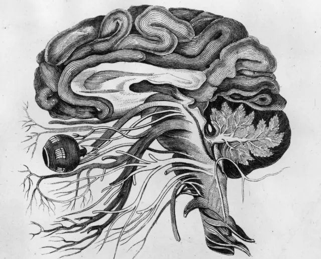 इंसानी दिमाग