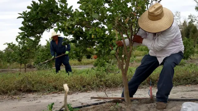 Trabajadores agrícolas en Florida.