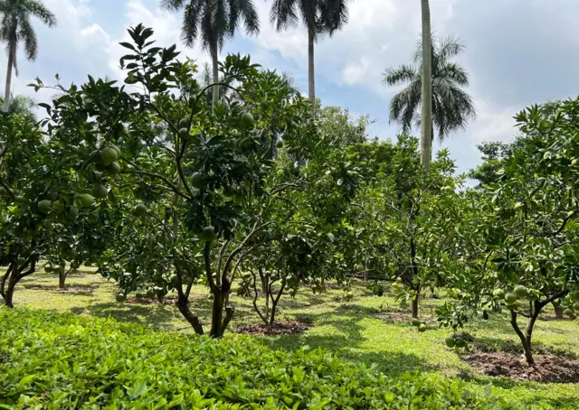 Vườn cây xanh