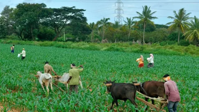 कृषि बिल: क्या पंजाब-हरियाणा के किसानों पर ही है असर, या तस्वीर इससे कहीं अधिक बड़ी है