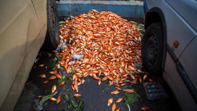 ماهی های تلف شده