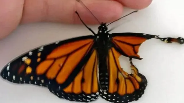 ਟੁੱਟੇ ਖੰਭ ਵਾਲੀ ਤਿਤਲੀ