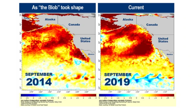 ที่นอกชายฝั่งอเมริกาเหนือ มวลน้ำอุ่นผิดปกติซึ่งเกิดจากคลื่นความร้อนทางทะเลทวีความรุนแรงขึ้นทุกปี
