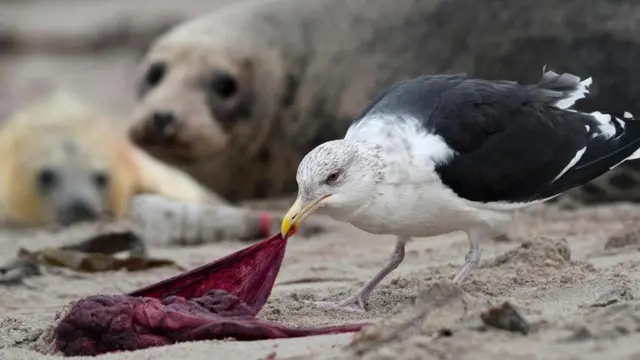 Una gaviota comiéndose una placenta