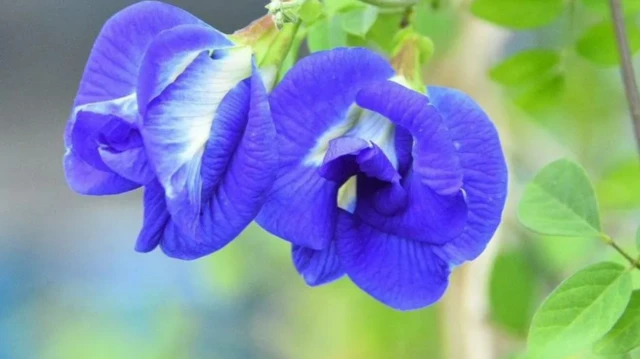 ਬਟਰਫਲਾਈ ਪੀਅ