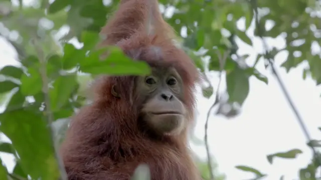 ลูกอุรังอุตังบนต้นไม้