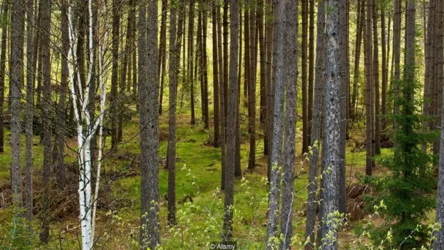 सीएलटी, लकड़ी की इमारतें