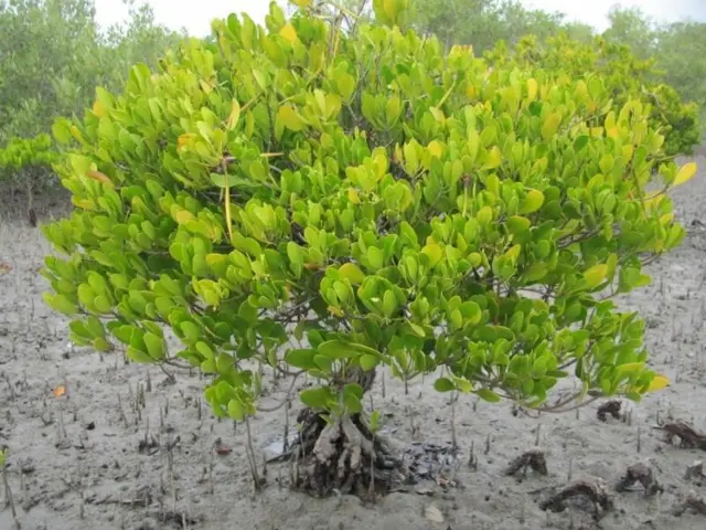 ખારાઈ ઊંટ, ગુજરાત સરકાર, કચ્છ, મોરબી