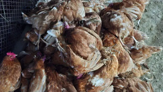 पूर्वी नेपालमा बर्ड फ्लू सङ्क्रमण फैलिएपछि मारिएका कुखुरा