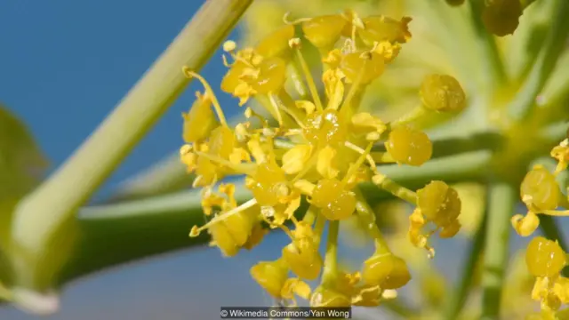 La vieja hierba puede estarse escondiendo bajo el nombre de hinojo gigante de Tánger (Credit: Wikimedia Commons/Yan Wong)