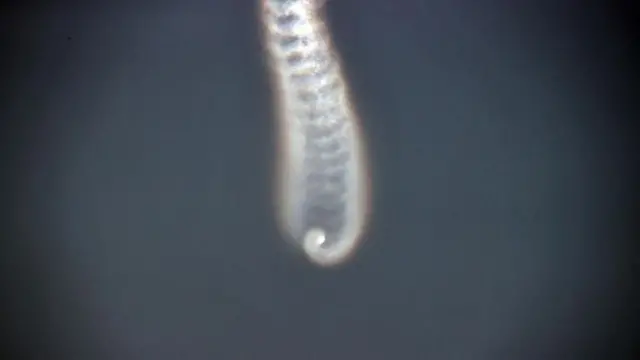 북한 관영 매체들은 이 사진이 탄두미사일이 분리되는 장면이이라고 전했다