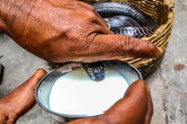 పాములు, పాలు