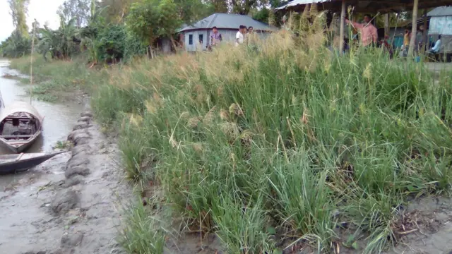 বিন্না ঘাস দিয়ে নদীর তীরকে ভাঙনের হাত থেকে রক্ষার চেষ্টা