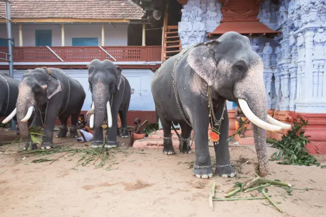 બીબીસી ગુજરાતી હાથી ગજરાત અમદાવાદ રથયાત્રા જગન્નાથ મંદિર