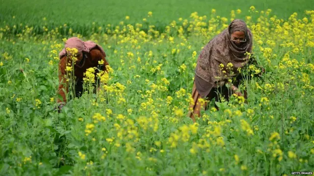 ખેતી ક્ષેત્રે કામ કરતી મહિલા ખેડૂતોની તસવીર