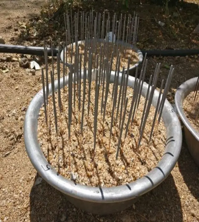 ਗ੍ਰੀਨ ਪਟਾਕੇ