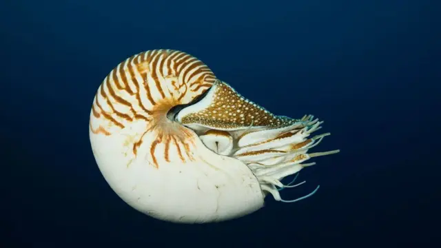 رشته فیبوناچی