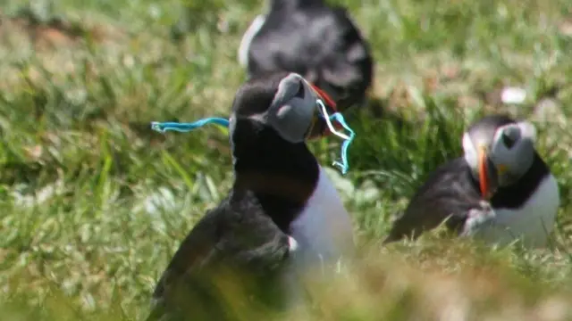 Puffin with face mask