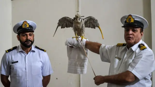 Pakistani officials holds a falcon
