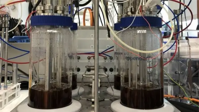 প্রতিষেধকের প্রধান উপাদান তৈরির উদ্দেশ্যে ল্যাবে তৈরি করা হচ্ছে ব্যাকটেরিয়া