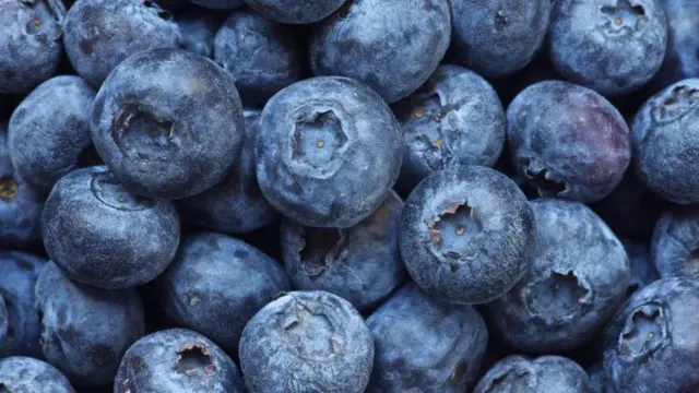 પેરુમાં બ્લુબેરીનું ઉત્પાદન કરવા માટે ગેરેડાએ 14 પ્રકારના છોડનું પરીક્ષણ કર્યું હતું.