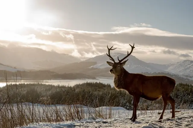 Stag at Loch Tulla