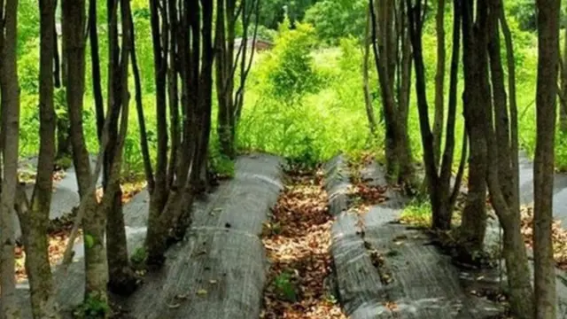 ਅਗਰਵੁੱਡ ਨੂੰ ਲਾਉਣ ਦਾ ਕੰਮ ਵੀ ਕੀਤਾ ਜਾ ਰਿਹਾ ਹੈ।