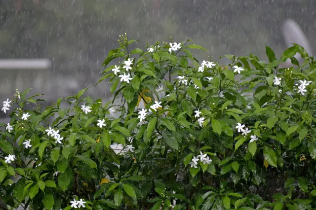 ગુજરાતમાં વરસાદી માહોલ 