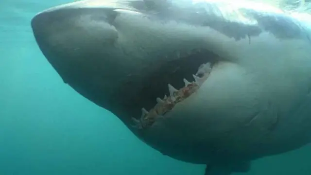 Great White Shark