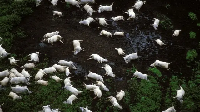 Animais mortos no entorno do Lago Nyos,bonus de boas vindas blaze como funcionaCamarões,bonus de boas vindas blaze como funciona1986