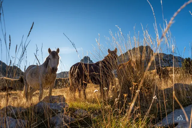 bosanski brdski konj na prenju