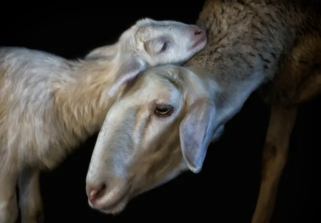 Cordero acariciando a su madre