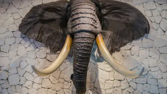elefante