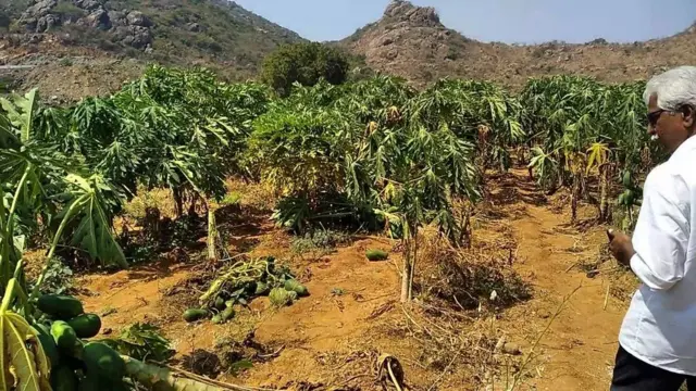 కోటయ్య పొలంలో ధ్వంసమైన బొప్పాయి మొక్కలు