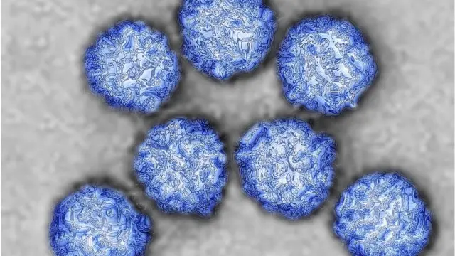 টমেটো ফ্লু