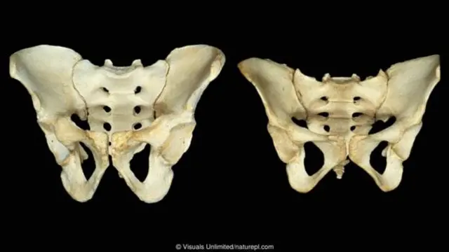 Pinggul pria (kiri) dan perempuan (kanan).