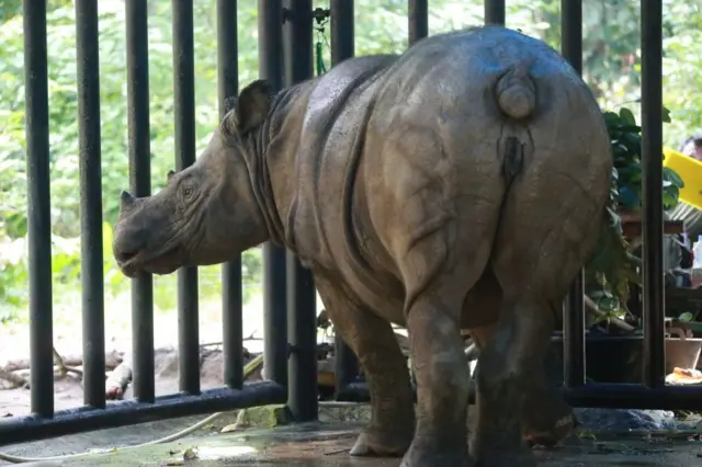 Badak Sumatra di Taman Nasional Way Kambas, Lampung. Badak Sumatra adalah badak terkecil dari semua badak, dan satu-satunya varietas Asia yang memiliki dua cula.